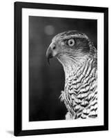 Head of a Goshawk-null-Framed Photographic Print