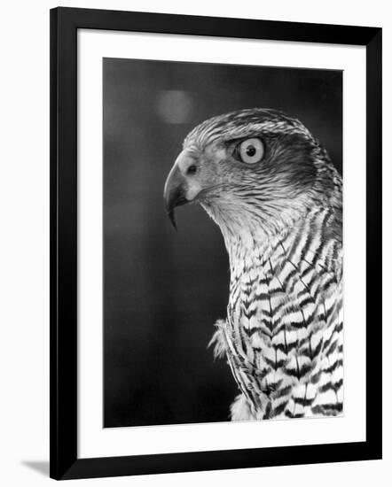 Head of a Goshawk-null-Framed Photographic Print