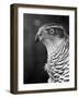 Head of a Goshawk-null-Framed Photographic Print