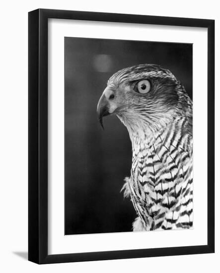 Head of a Goshawk-null-Framed Photographic Print