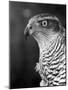 Head of a Goshawk-null-Mounted Photographic Print