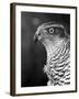 Head of a Goshawk-null-Framed Photographic Print