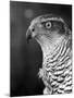 Head of a Goshawk-null-Mounted Photographic Print
