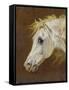 Head of a Grey Arabian Horse-Martin Theodore Ward-Framed Stretched Canvas