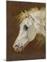 Head of a Grey Arabian Horse-Martin Theodore Ward-Mounted Giclee Print