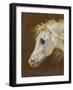 Head of a Grey Arabian Horse-Martin Theodore Ward-Framed Giclee Print