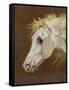 Head of a Grey Arabian Horse-Martin Theodore Ward-Framed Stretched Canvas