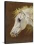 Head of a Grey Arabian Horse-Martin Theodore Ward-Stretched Canvas