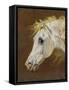 Head of a Grey Arabian Horse-Martin Theodore Ward-Framed Stretched Canvas