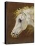 Head of a Grey Arabian Horse-Martin Theodore Ward-Stretched Canvas