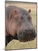 Head of a Hippo Full Bleed-Martin Fowkes-Mounted Giclee Print