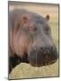 Head of a Hippo Full Bleed-Martin Fowkes-Mounted Giclee Print