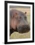 Head of a Hippo Full Bleed-Martin Fowkes-Framed Giclee Print