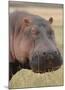 Head of a Hippo Full Bleed-Martin Fowkes-Mounted Giclee Print