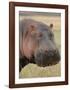 Head of a Hippo Full Bleed-Martin Fowkes-Framed Giclee Print