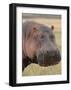 Head of a Hippo-Martin Fowkes-Framed Giclee Print