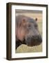 Head of a Hippo-Martin Fowkes-Framed Giclee Print