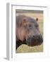 Head of a Hippo-Martin Fowkes-Framed Giclee Print