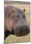 Head of a Hippo-Martin Fowkes-Mounted Giclee Print