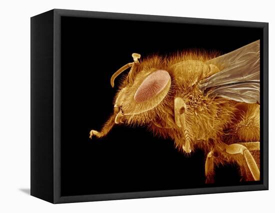 Head of a Honeybee-Micro Discovery-Framed Stretched Canvas