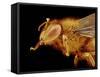 Head of a Honeybee-Micro Discovery-Framed Stretched Canvas