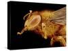 Head of a Honeybee-Micro Discovery-Stretched Canvas