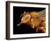 Head of a Honeybee-Micro Discovery-Framed Photographic Print