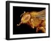 Head of a Honeybee-Micro Discovery-Framed Photographic Print