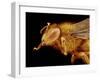 Head of a Honeybee-Micro Discovery-Framed Photographic Print