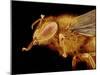 Head of a Honeybee-Micro Discovery-Mounted Photographic Print