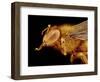 Head of a Honeybee-Micro Discovery-Framed Photographic Print