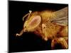 Head of a Honeybee-Micro Discovery-Mounted Photographic Print