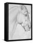 Head of a Horse-Antonio Pisani Pisanello-Framed Stretched Canvas