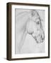 Head of a Horse-Antonio Pisani Pisanello-Framed Giclee Print