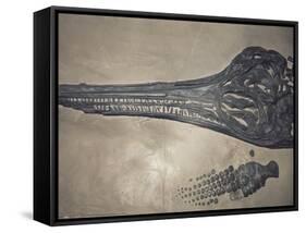 Head of a Jurassic Icthyosaur Fossil-Kevin Schafer-Framed Stretched Canvas