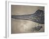 Head of a Jurassic Icthyosaur Fossil-Kevin Schafer-Framed Photographic Print