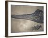 Head of a Jurassic Icthyosaur Fossil-Kevin Schafer-Framed Photographic Print