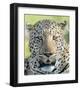 Head of a Leopard-Martin Fowkes-Framed Giclee Print