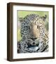 Head of a Leopard-Martin Fowkes-Framed Giclee Print