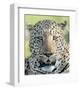 Head of a Leopard-Martin Fowkes-Framed Giclee Print