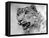 Head of a Leopard-null-Framed Stretched Canvas