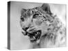 Head of a Leopard-null-Stretched Canvas