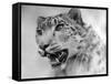 Head of a Leopard-null-Framed Stretched Canvas