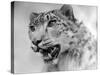 Head of a Leopard-null-Stretched Canvas