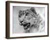 Head of a Leopard-null-Framed Photographic Print