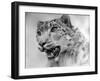 Head of a Leopard-null-Framed Photographic Print