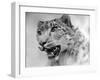 Head of a Leopard-null-Framed Photographic Print