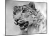 Head of a Leopard-null-Mounted Photographic Print