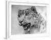 Head of a Leopard-null-Framed Photographic Print