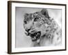 Head of a Leopard-null-Framed Photographic Print